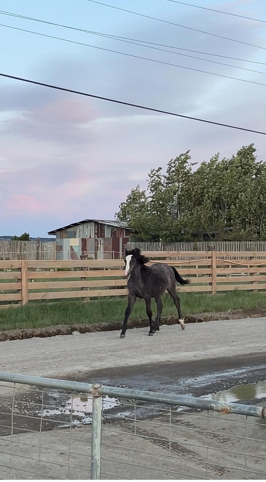 Che Manuel Apartamento Puerto Natales